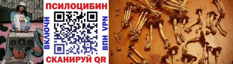Псилоцибиновые грибы Psilocybe  Кандалакша 